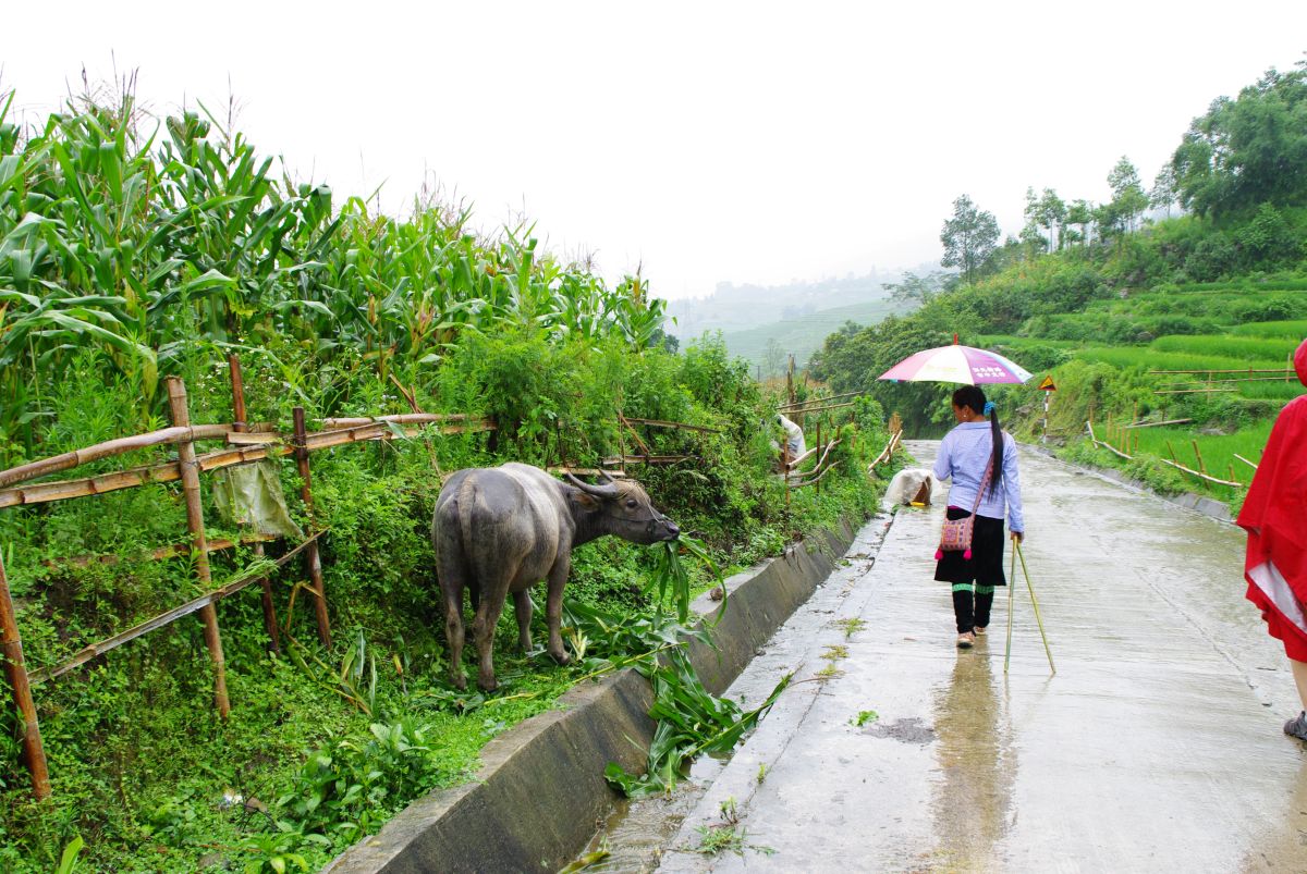 Bawół jedzący liście kukurydzy przy drodze w Sapa.