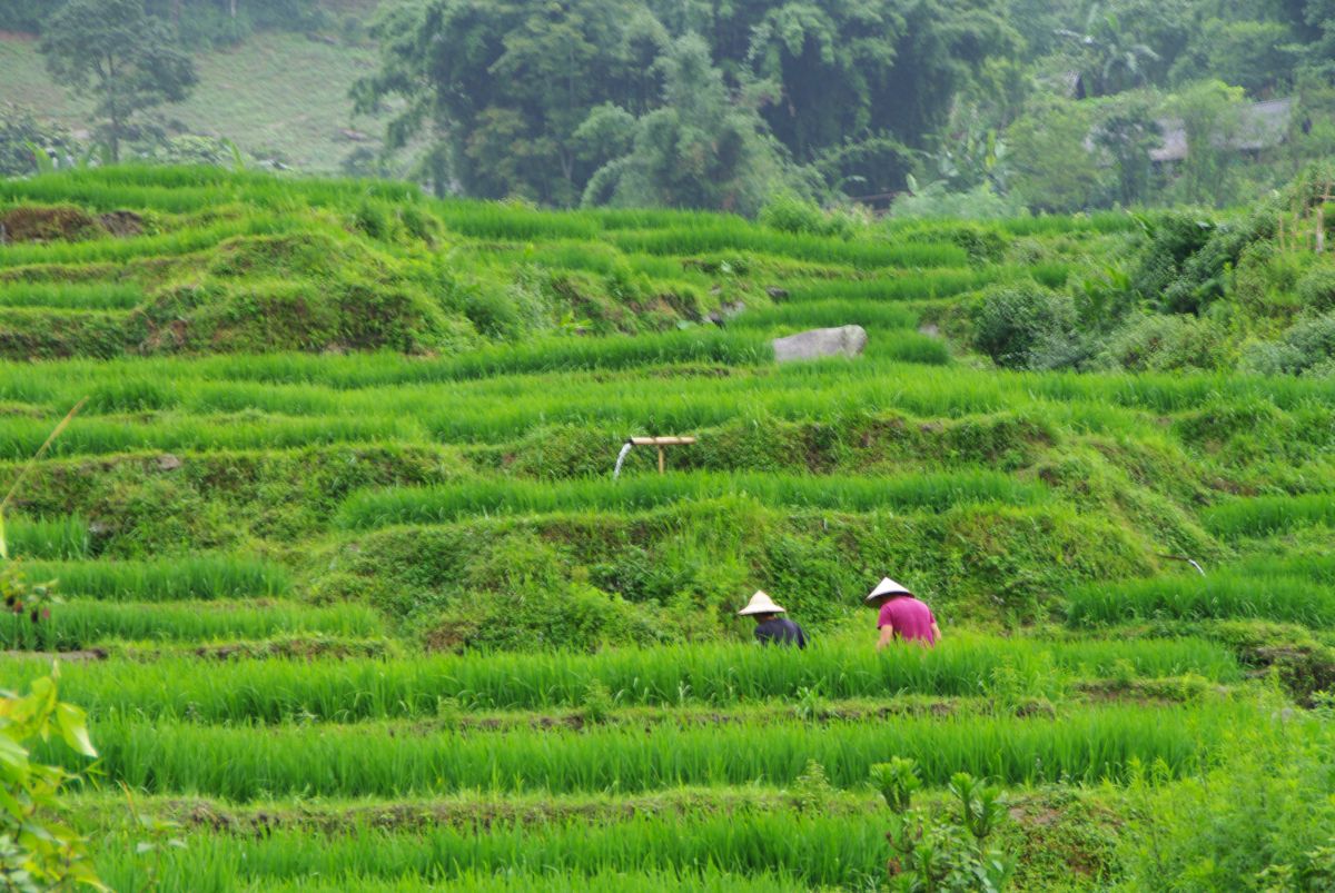 Rolnicy pracujący na intensywnie zielonych polach ryżowych.