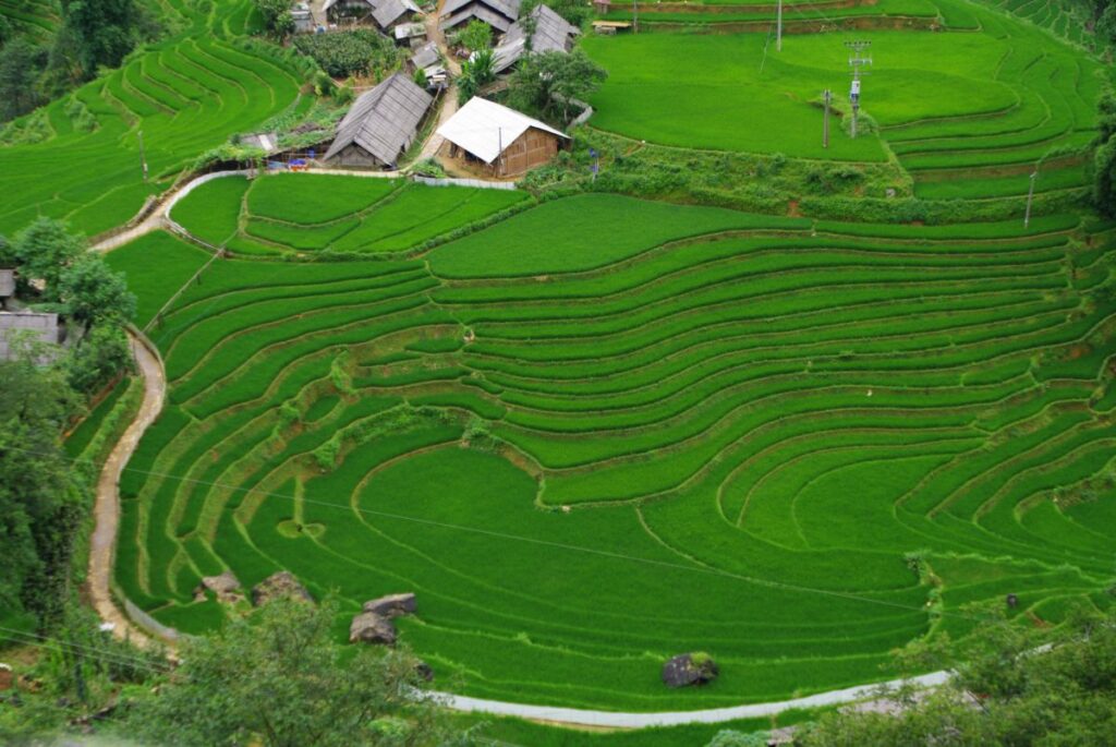 Panorama zielonych tarasów ryżowych układających się w serce.
