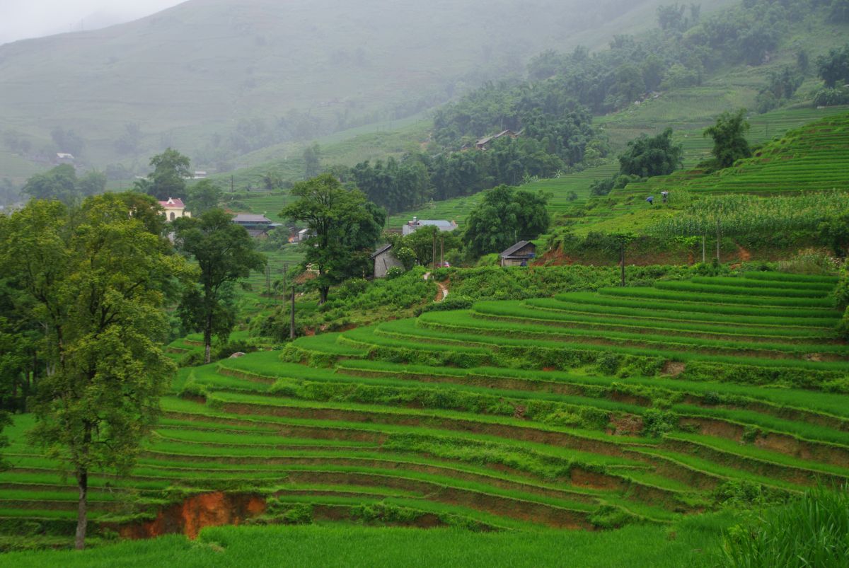 Zielone tarasy ryżowe w Sapa spowite gęstą mgłą.