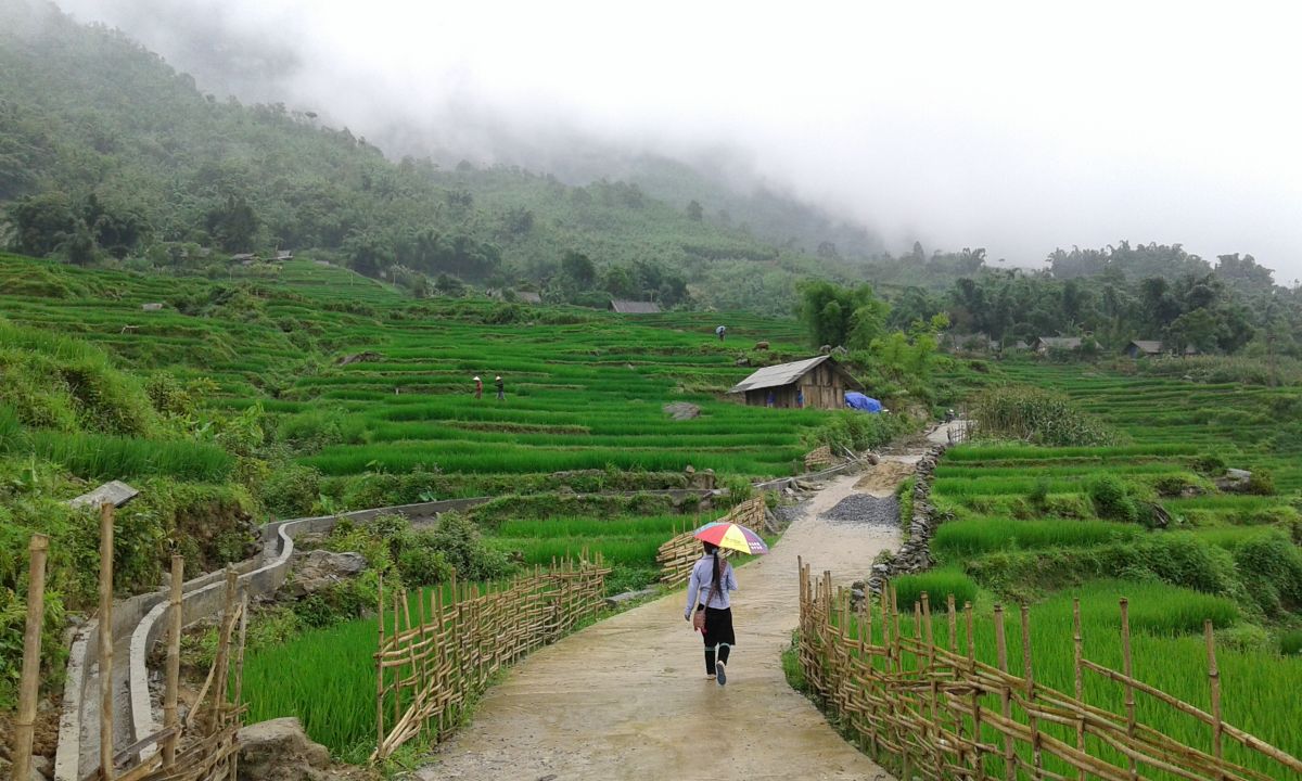 Przewodniczka z kolorowym parasolem idąca drogą przez pola ryżowe.
